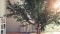 The image shows a tree.