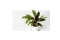 The image shows a Calathea Lancefolia plant.