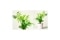 The image shows a Elegant Hamedorea plant.
