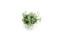 The image shows a Soleirolia plant.