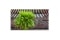 The image shows a Fern plant.
